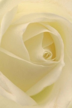 This close-up bouquet, styled for Brixton's expressive spirit, reveals a rose whose every ivory petal curls inward in perfect, velvety succession. The creamy shades, kissed by hints of pale lemon, suggest tranquility and cohesion, as soft natural light diffuses across the flower-a gentle caress reminiscent of early sunlight over Windrush Square. Textures are creamy and plush, inviting the touch, while each petal's almost-glass translucence suggests both fragility and resilience. The careful composition brings calm, like the quiet lull before a cherished celebration at home or a meaningful anniversary. The scent, just barely perceptible, might remind one of wandering through a summer garden in Loughborough Junction, enveloped in mild floral sweetness. Radiating grace and understated sophistication, this rose embodies the thoughtful artistry of Brixton's local florists, offering comfort and timeless beauty-an ideal choice for commemorating special days or extending a note of sympathy to loved ones nearby.