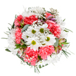 This resplendent Brixton bouquet, poised on a luminous white background, is a symphony of colour and texture crafted by expert local hands. Cheerful white daisies, radiating from vivid green centers, evoke pure optimism, blending harmoniously with velvety coral-pink carnations whose layered petals recall a spring sunrise over Brockwell Park. Clouds of baby's breath float gracefully amid the flowers, their delicate presence adding subtle depth and a dreamlike quality. Among the greens, slender alstroemeria buds-painted with soft purple and deep rose-hint at blossoming surprises to come. Silvery-green eucalyptus and luxuriant dark foliage frame the circle with quiet elegance, supporting the blooms like the steady pulse of Brixton's community markets. Carefully composed to feel simultaneously uplifting and tranquil, this bouquet is a perfect gesture for celebrations, milestones, or simply brightening someone's day from Brixton Road to Rush Common. Its beauty lingers, much like the memory of a cherished walk through a local flower-filled park.